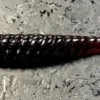 Geecrack Paddletail Swimbaits Gyro Star 2 Geecrack Paddletail Swimbaits Gyro Star