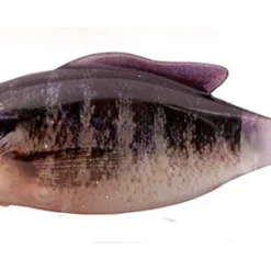 Geecrack Soft Body Gyro Gill