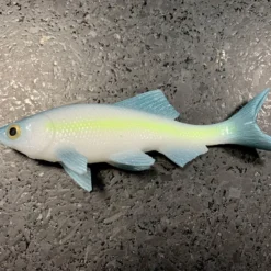 JSJ Bait Co. Hitch Six Recoil Weedless Swimbait