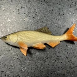 JSJ Bait Co. Hitch Six Recoil Weedless Swimbait 16 JSJ Bait Co. Hitch Six Recoil Weedless Swimbait