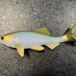 JSJ Bait Co. Hitch Six Recoil Weedless Swimbait 17 JSJ Bait Co. Hitch Six Recoil Weedless Swimbait