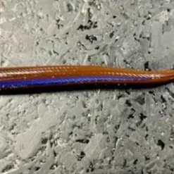 Roboworm Curly Tail Worm