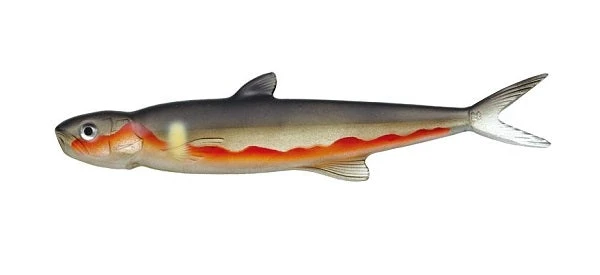 Evergreen International Last Ace 168 6 Evergreen International Last Ace 168