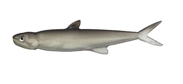 Evergreen International Last Ace 168 9 Evergreen International Last Ace 168