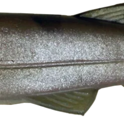 Imakatsu Huddle Swimmer